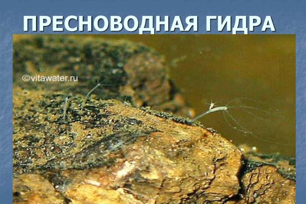 Как зайти на гидру через тор браузер