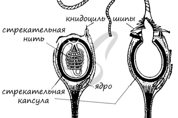 Кракен актуальное зеркало